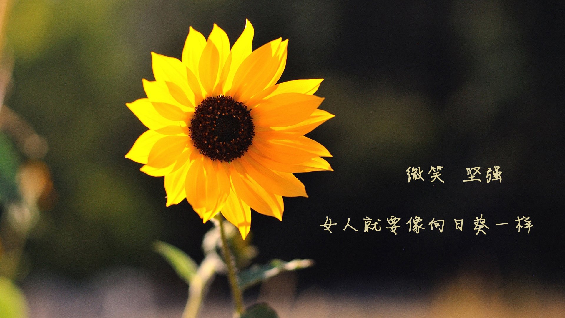 AYX GAMING-从城市到乡村的全景自行车骑行，绿色出行新趋势，骑行美丽乡村